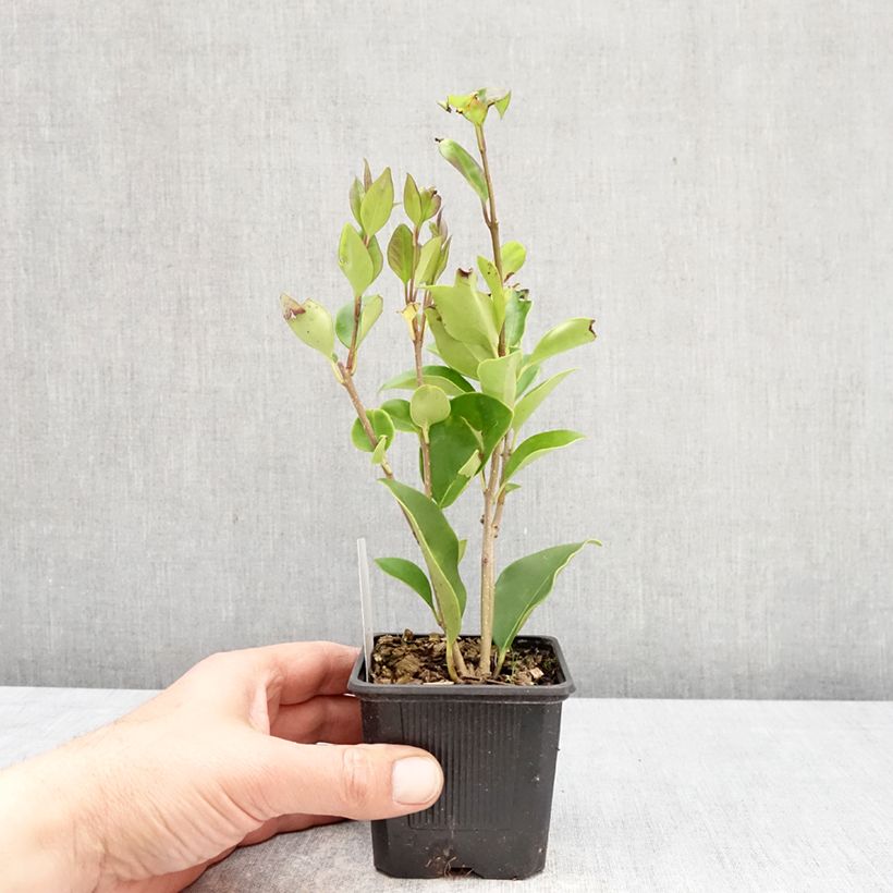 Exemplaar van Ligustrum lucidum - Chinese liguster Kweekpotje van 8/9 cm zoals geleverd in de lente