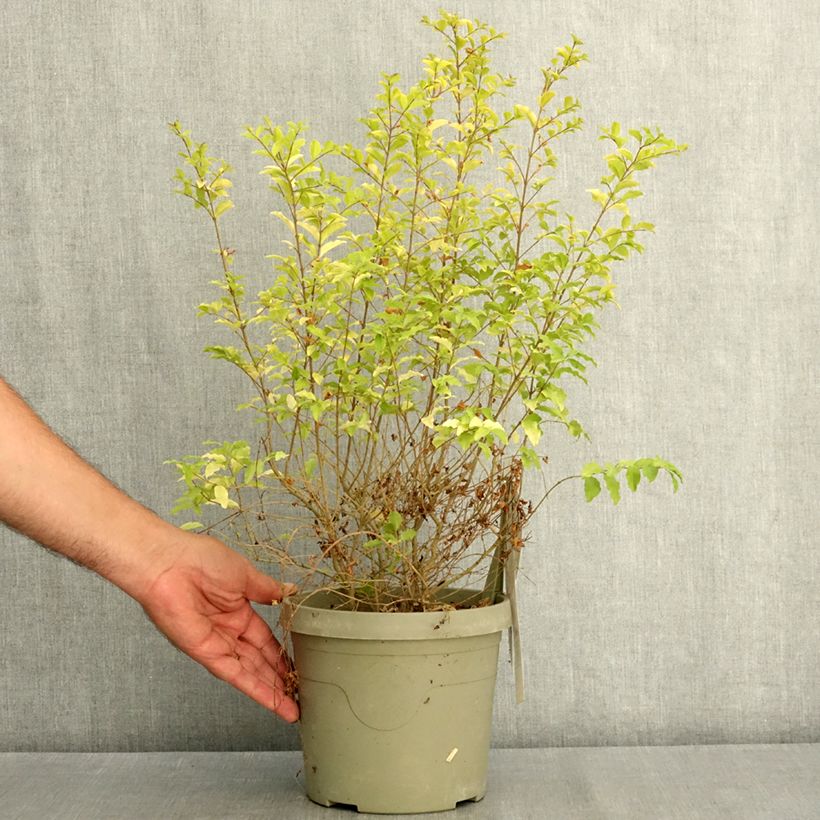 Exemplaar van Ligustrum sinense Sunshine - Chinese liguster Pot van 2 l/3 l zoals geleverd in de zomer