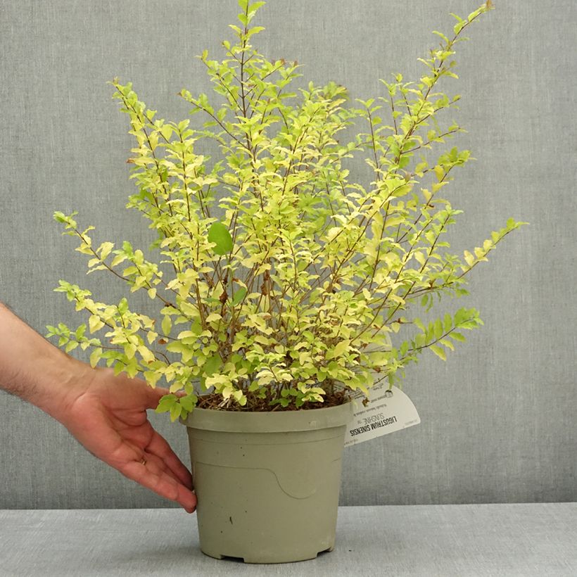 Exemplaar van Ligustrum sinense Sunshine - Chinese liguster Pot van 2 l/3 l zoals geleverd in de lente
