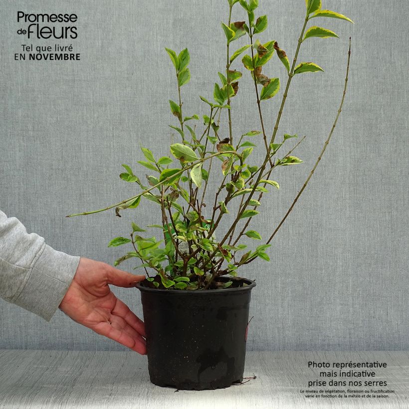 Exemplaar van Ligustrum ovalifolium Aureum - Haagliguster Pot van 2 l/3 l zoals geleverd in de herfst