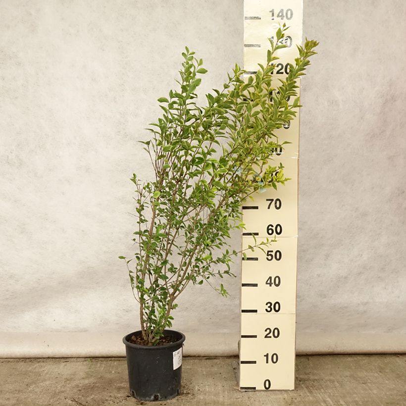 Exemplaar van Ligustrum ovalifolium Aureum - Haagliguster Pot van 7,5 l/10 l zoals geleverd in de zomer