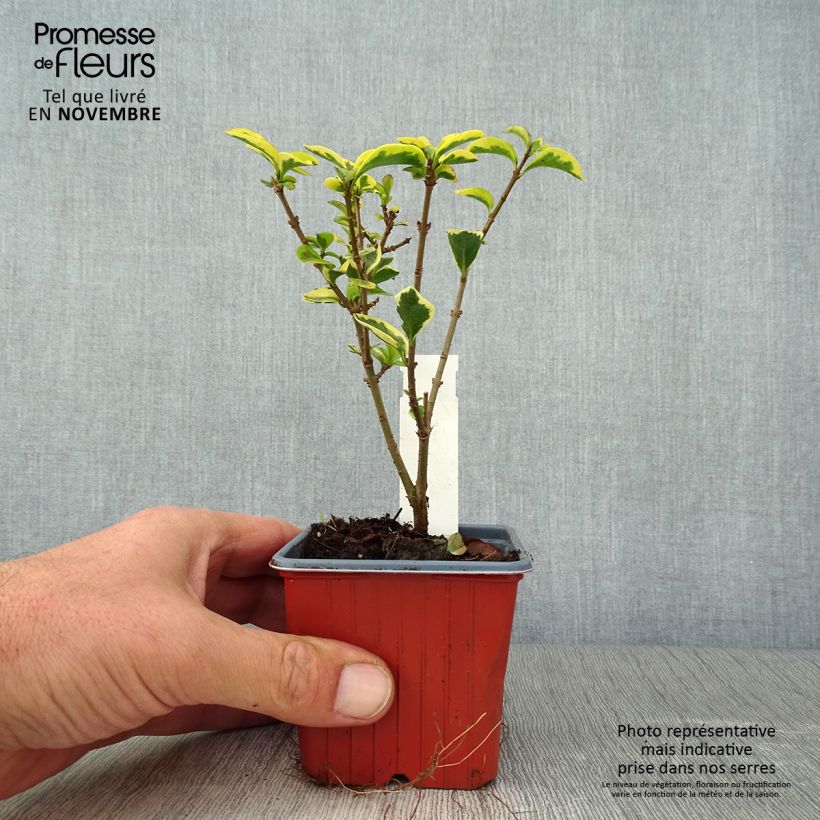 Exemplaar van Ligustrum ovalifolium Aureum - Haagliguster Kweekpotje van 8/9 cm zoals geleverd in de herfst