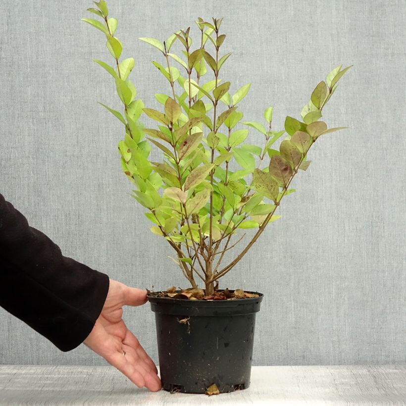 Exemplaar van Ligustrum vicaryi - Goudliguster Pot van 2 l/3 l zoals geleverd in de herfst