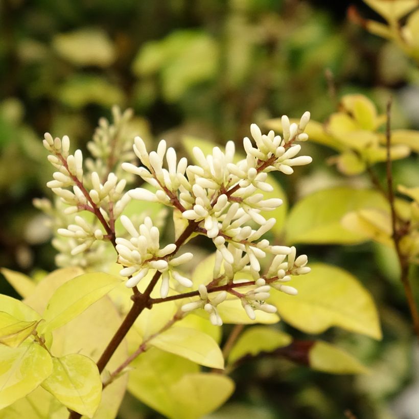 Ligustrum vicaryi - Goudliguster (Bloei)