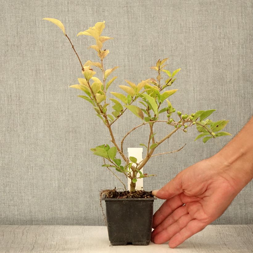 Exemplaar van Ligustrum vicaryi - Goudliguster Kweekpotje van 8/9 cm zoals geleverd in de zomer