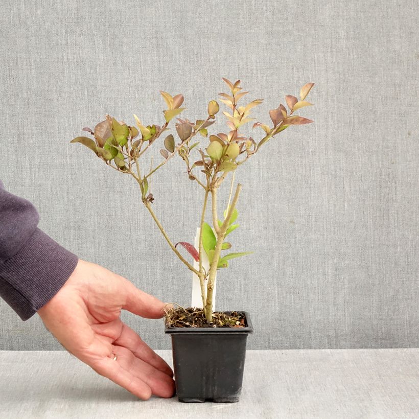 Exemplaar van Ligustrum vicaryi - Goudliguster Kweekpotje van 8/9 cm zoals geleverd in de herfst