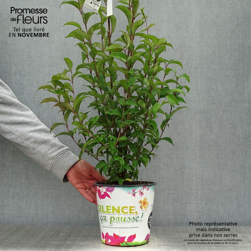 Exemplaar van Ligustrum japonicum - Japanse liguster Pot van 1,5 l/2 l zoals geleverd in de herfst