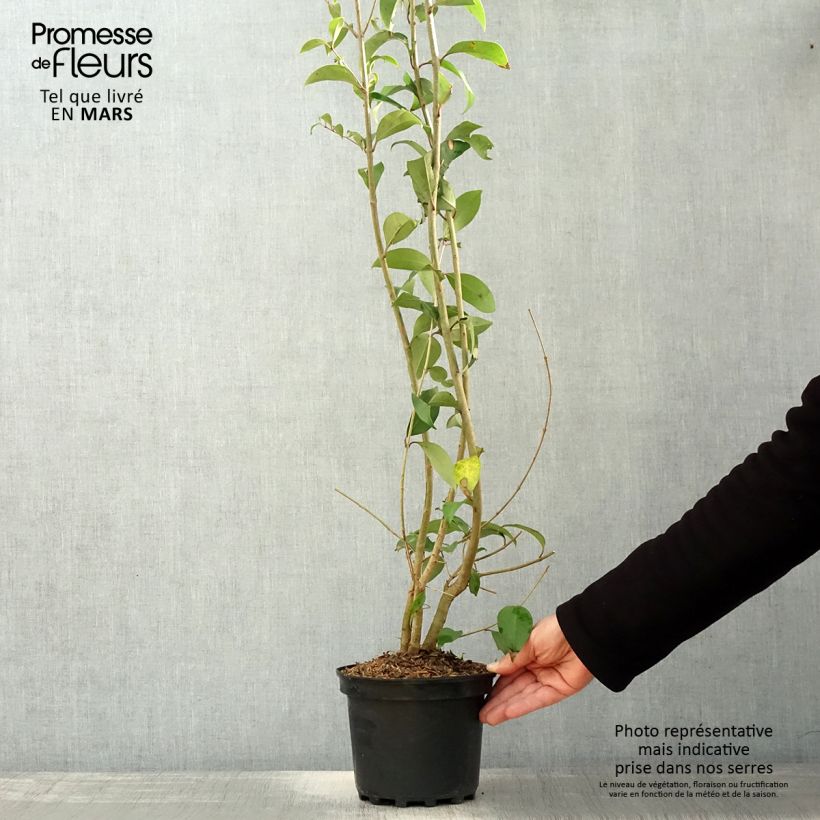 Example of Ligustrum japonicum - Japanse liguster Pot van 1,5 l/2 l as you get in printemps