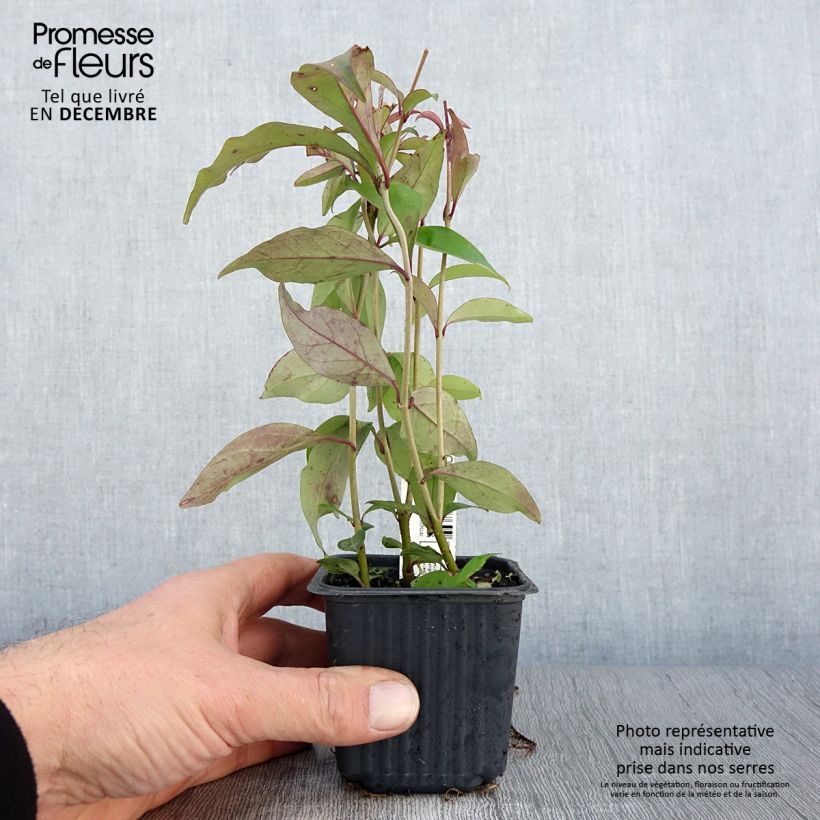 Exemplaar van Ligustrum japonicum - Japanse liguster Kweekpotje van 8/9 cm zoals geleverd in de herfst