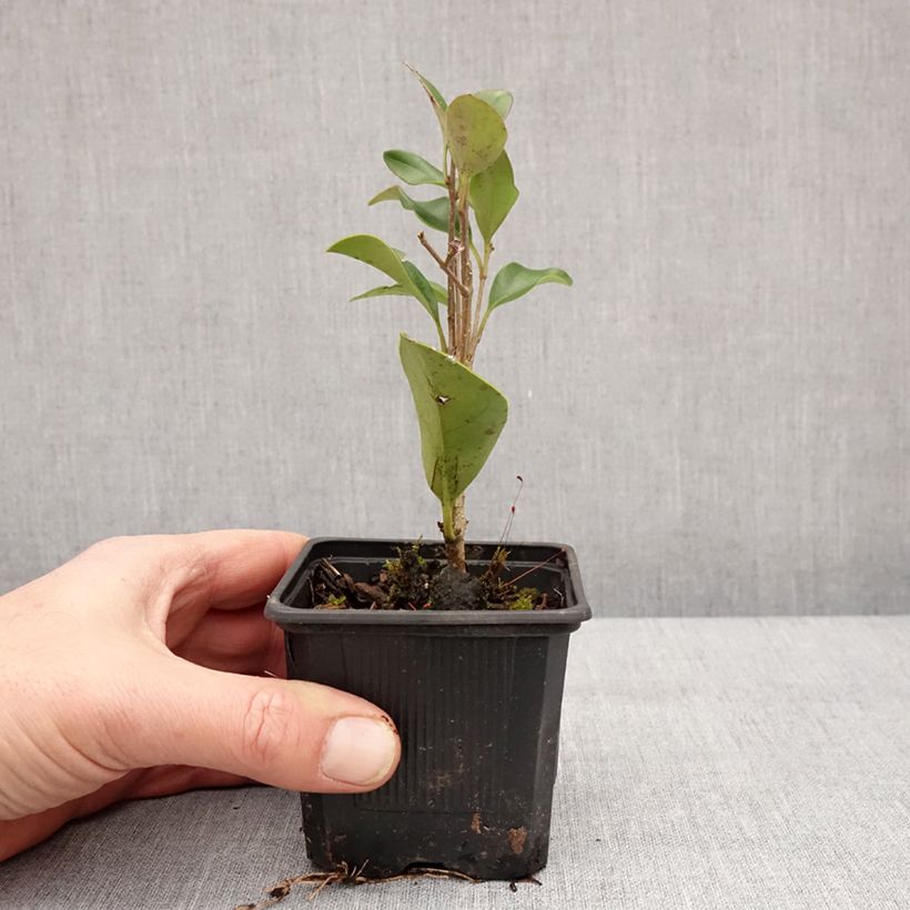 Exemplaar van Ligustrum japonicum - Japanse liguster Kweekpotje van 8/9 cm zoals geleverd in de winter