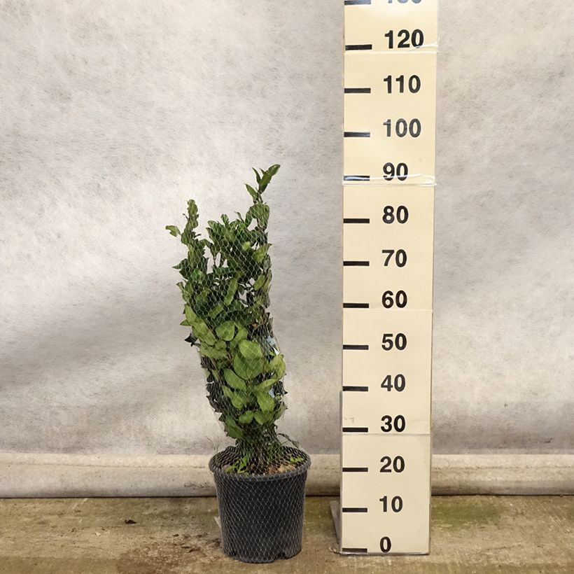 Exemplaar van Ligustrum japonicum Texanum - Japanse liguster Pot van 7,5 l/10 l zoals geleverd in de herfst
