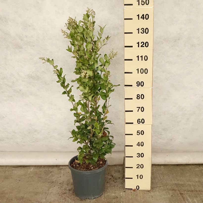Exemplaar van Ligustrum japonicum Texanum - Japanse liguster Pot van 7,5 l/10 l zoals geleverd in de zomer