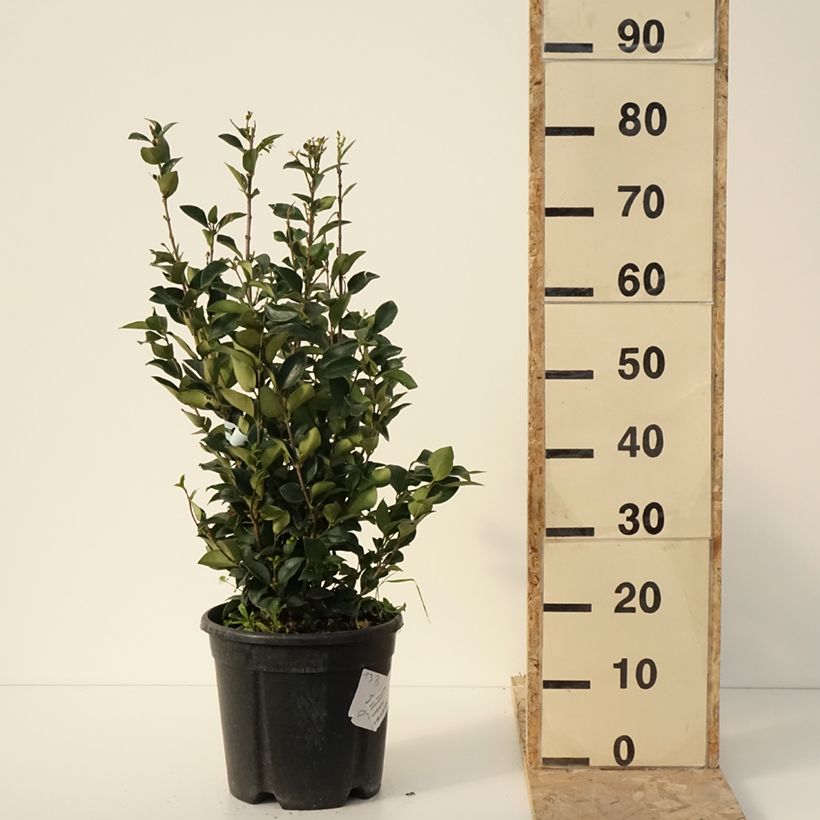 Exemplaar van Troène du Texas - Ligustrum japonicum Texanum Pot de 7,5L/10L zoals geleverd in de winter