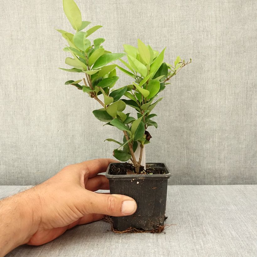 Exemplaar van Ligustrum japonicum Texanum - Japanse liguster Kweekpotje van 8/9 cm zoals geleverd in de zomer