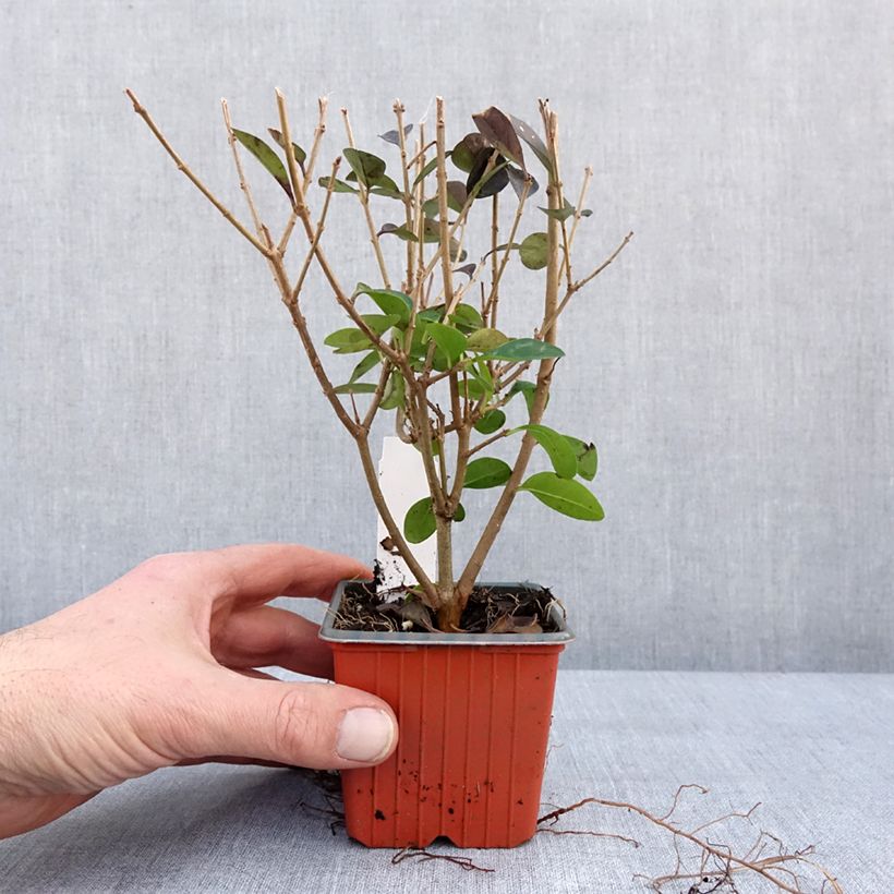 Exemplaar van Haagliguster - Ligustrum ovalifolium Kweekpotje van 8/9 cm zoals geleverd in de winter