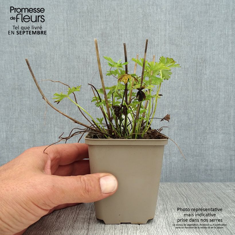 Exemplaar van Trollius pumilus - Globebloem Kweekpotje van 8/9 cm zoals geleverd in de zomer