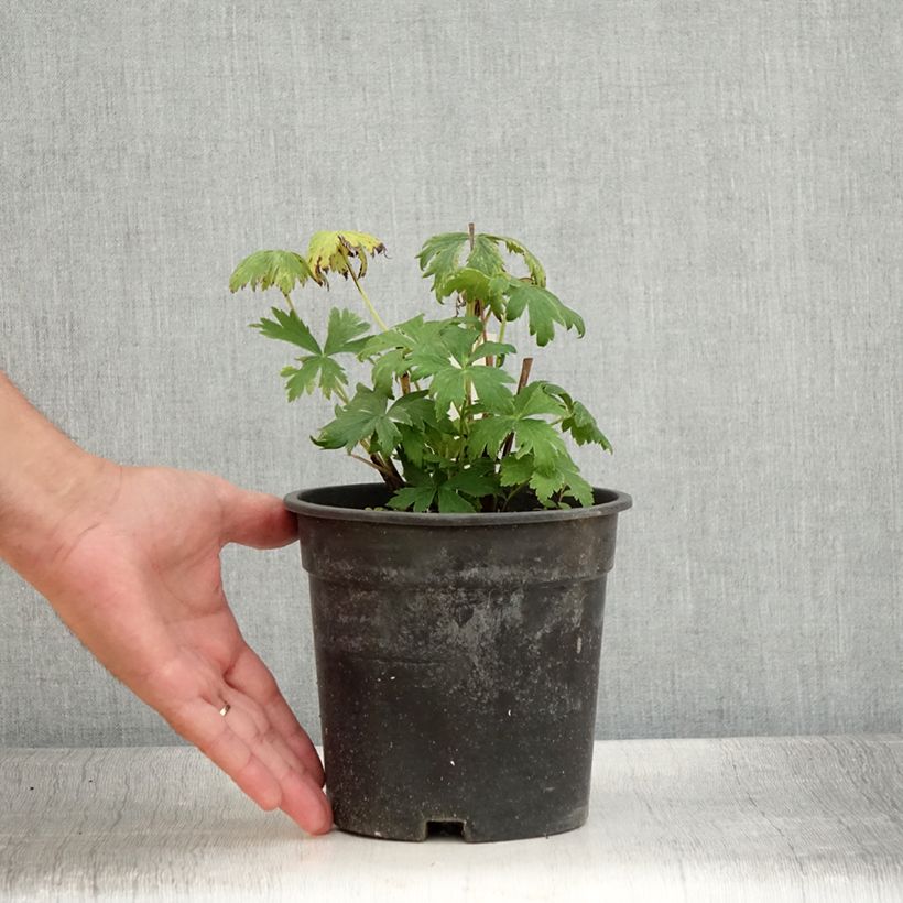 Exemplaar van Trollius chinensis Golden Queen - Kogelbloem Pot van 2 l/3 l zoals geleverd in de zomer
