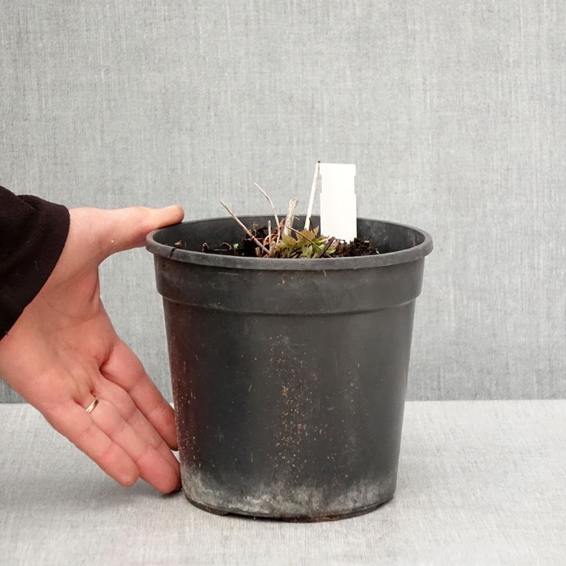 Exemplaar van Trollius chinensis Golden Queen - Kogelbloem Pot van 2 l/3 l zoals geleverd in de lente