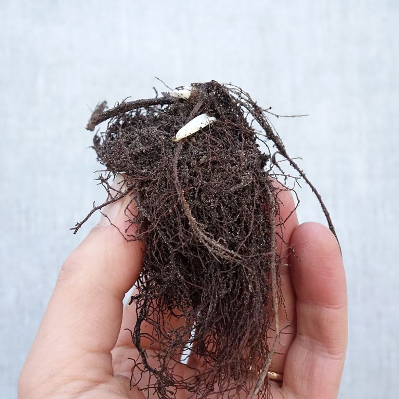 Exemplaar van Trollius chinensis Golden Queen - Kogelbloem Naakte wortel zoals geleverd in de winter
