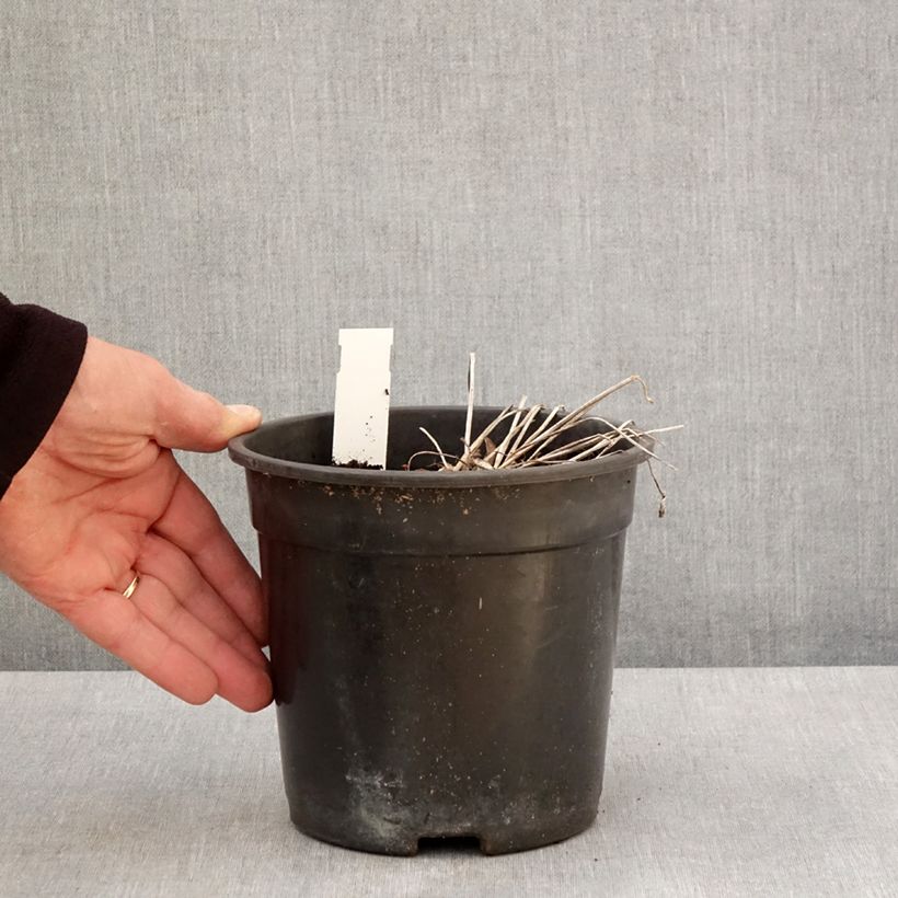 Exemplaar van Trollius cultorum Cheddar - Globebloem Pot van 2 l/3 l zoals geleverd in de lente