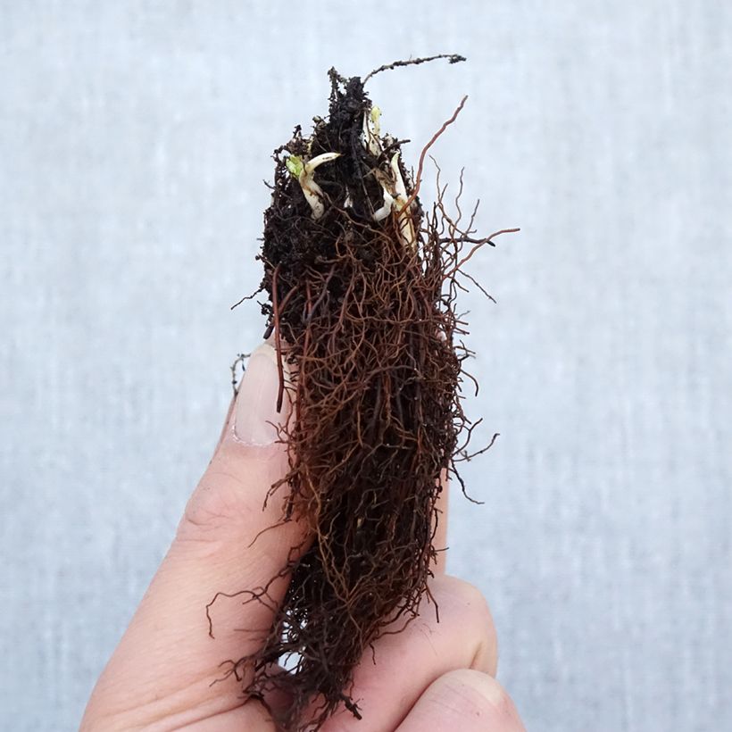 Exemplaar van Trollius cultorum Cheddar - Globebloem Naakte wortel zoals geleverd in de winter