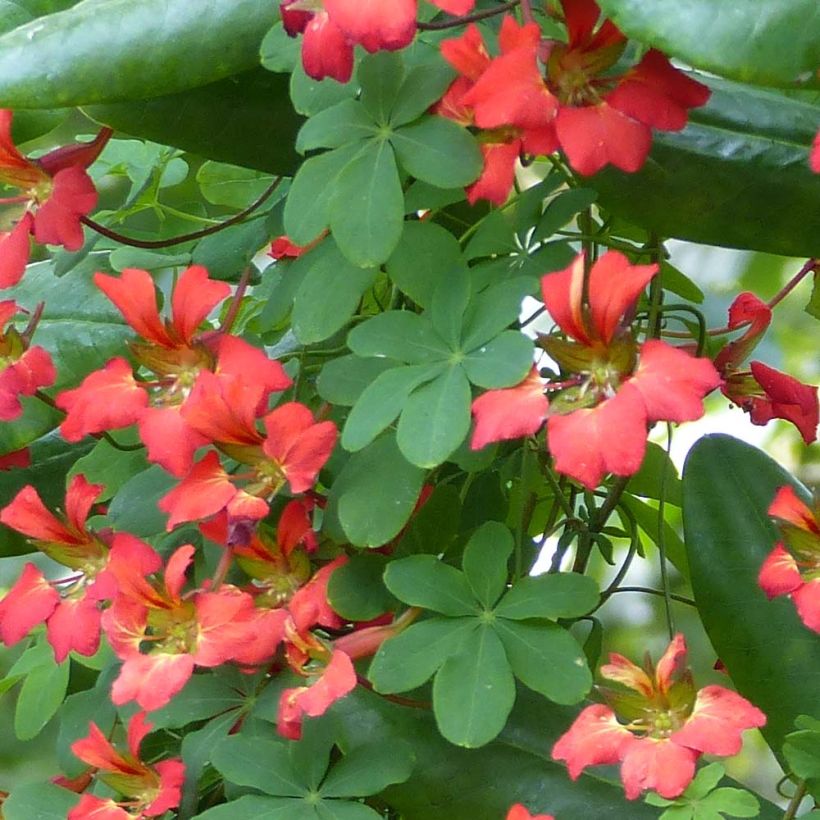 Tropaeolum speciosum - Oostindische kers (Blad)