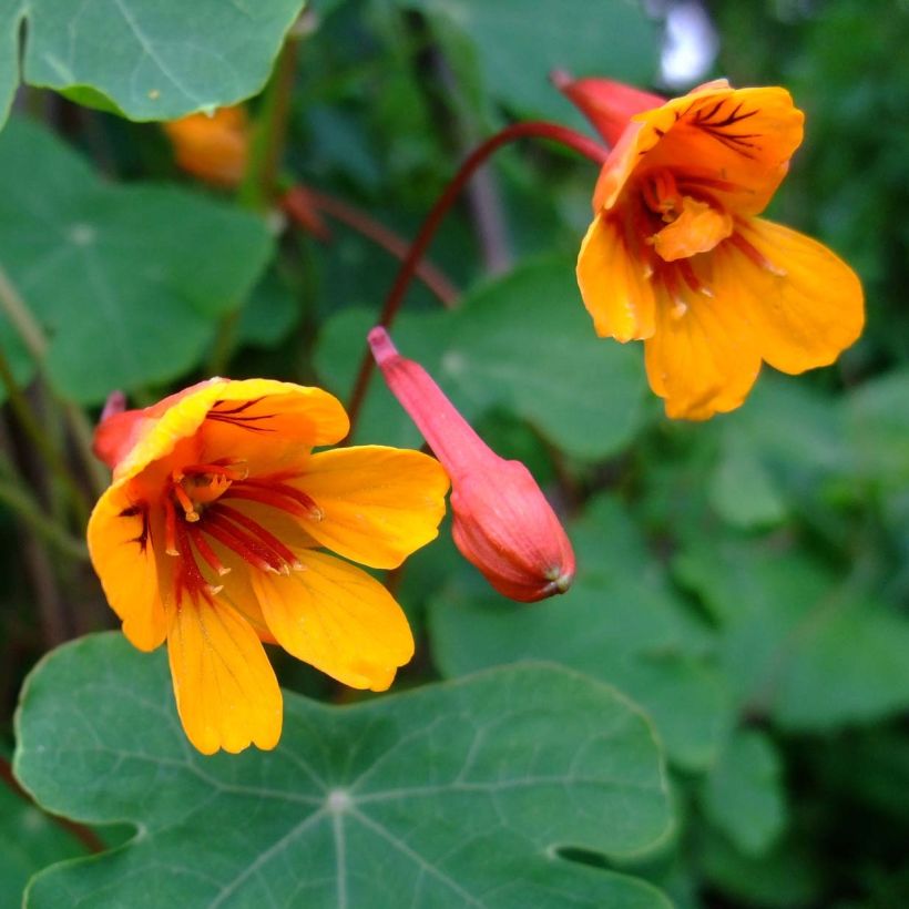 Tropaeolum tuberosum Ken Aslet - Knolcapucien (Bloei)