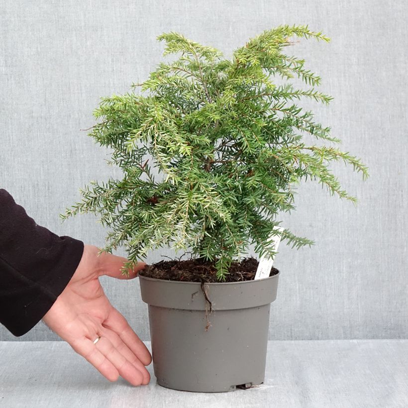 Exemplaar van Tsuga canadensis Jeddeloh - Oostelijke hemlockspar Pot van 2 l/3 l zoals geleverd in de herfst