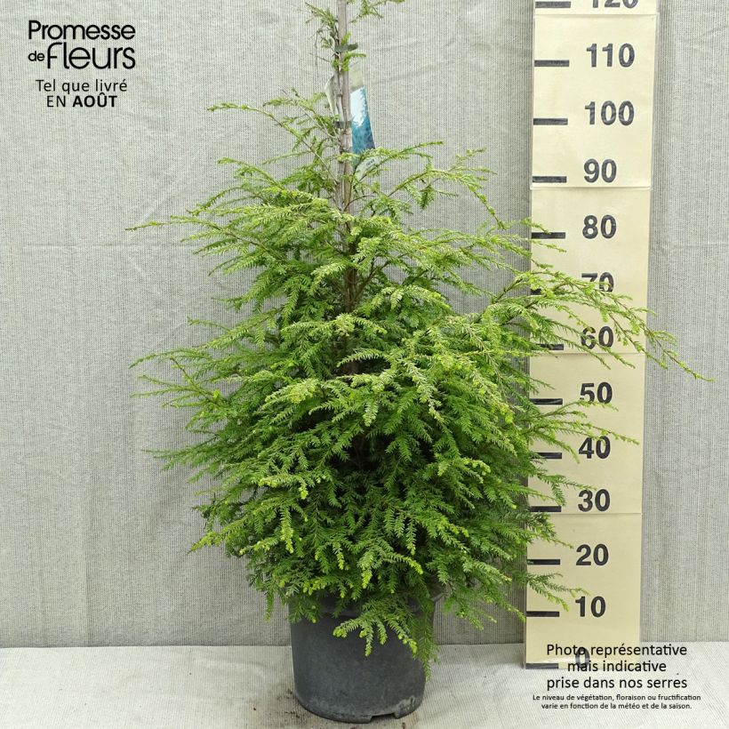 Exemplaar van Tsuga canadensis - Oostelijke hemlockspar Pot van 3 l/4 l zoals geleverd in de zomer