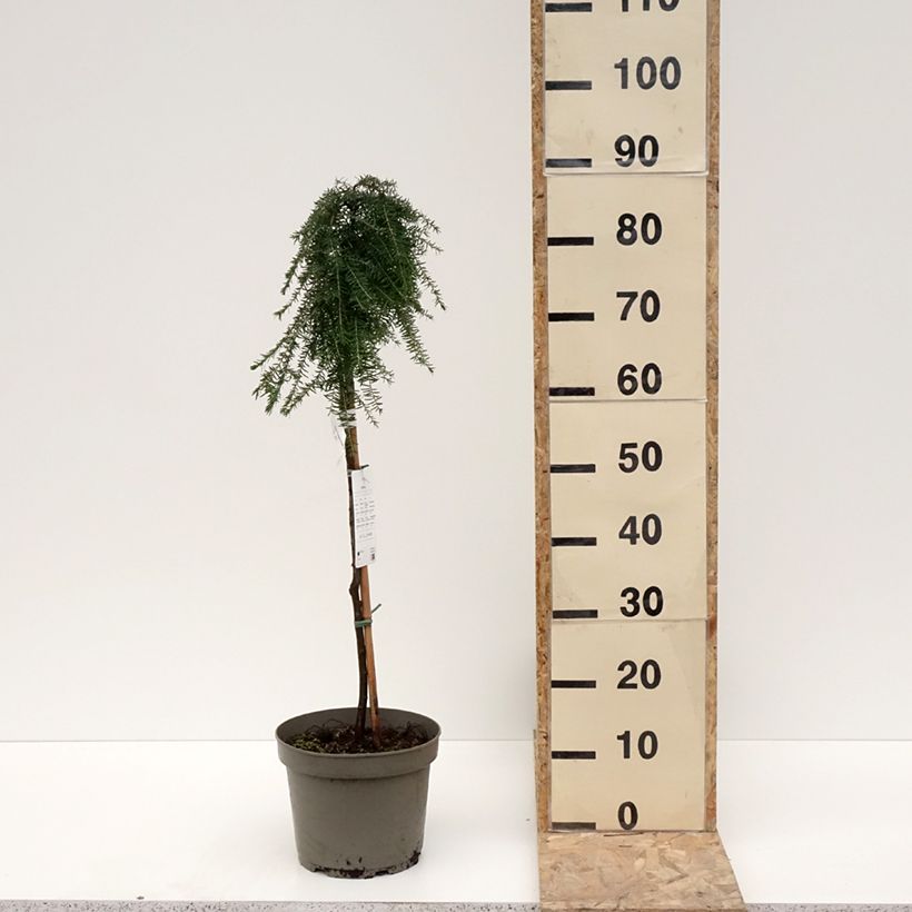 Exemplaar van Tsuga heterophylla Thorssen's Weeper - Westelijke hemlockspar Pot van 4 l/5 l, Stengel zoals geleverd in de winter