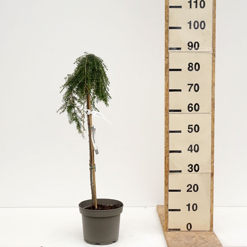 Example of Tsuga heterophylla Thorssen's Weeper - Westelijke hemlockspar Pot van 4 l/5 l, Stengel as you get in printemps