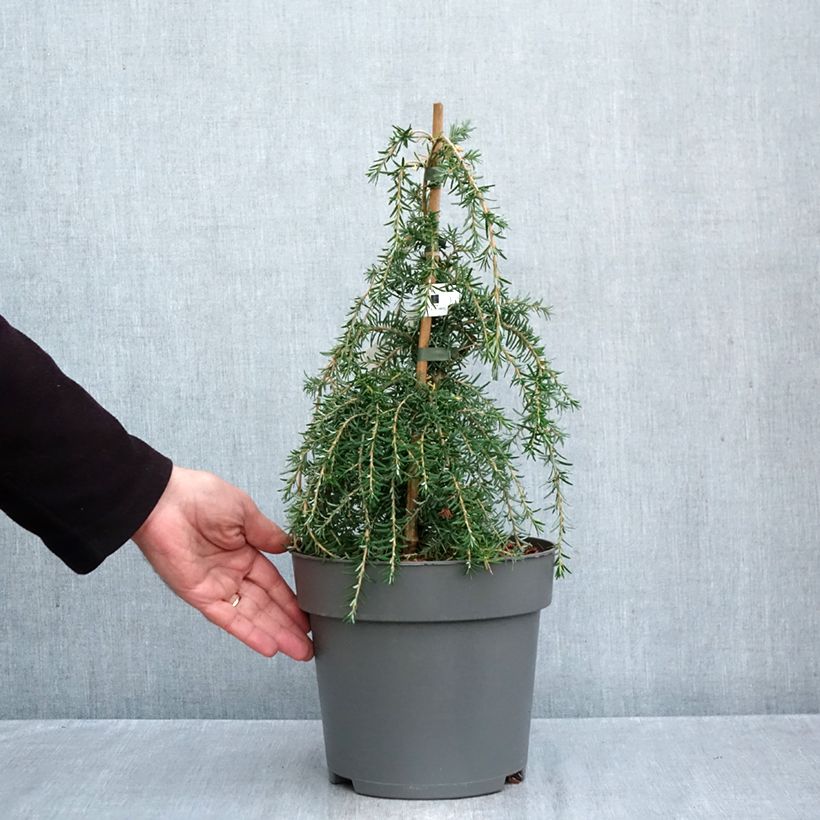 Exemplaar van Tsuga heterophylla Thorssen's Weeper - Westelijke hemlockspar Pot van 4 l/5 l, Stengel zoals geleverd in de herfst