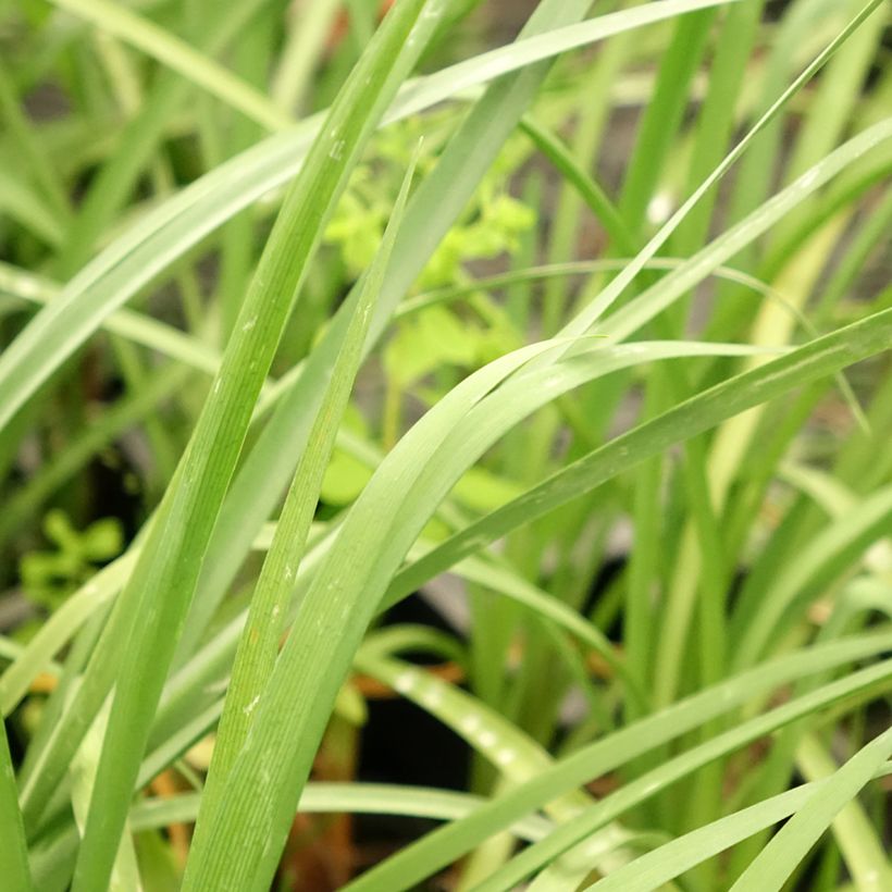 Tulbaghia cominsii Violacea - Wilde knoflook (Blad)