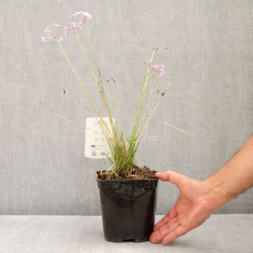 Exemplaar van Tulbaghia violacea Dark Star - Kaapse knoflook Pot van 1,5 l/2 l zoals geleverd in de zomer
