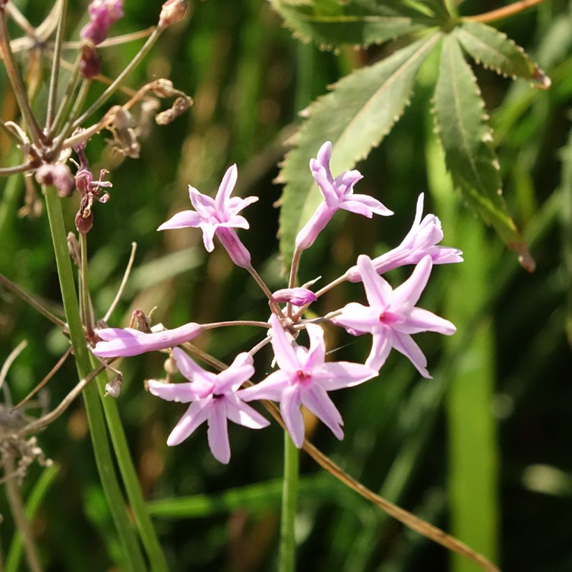 Tulbaghia violacea Dark Star - Kaapse knoflook (Bloei)