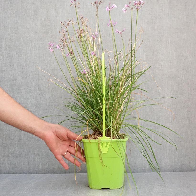 Exemplaar van Tulbaghia violacea Dark Star - Kaapse knoflook Pot van 3 l/4 l zoals geleverd in de zomer