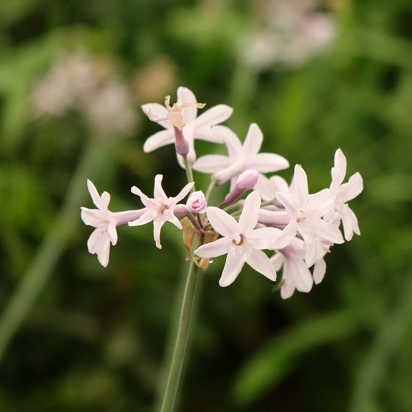 Tulbaghia Fairy Star - Wilde knoflook (Bloei)
