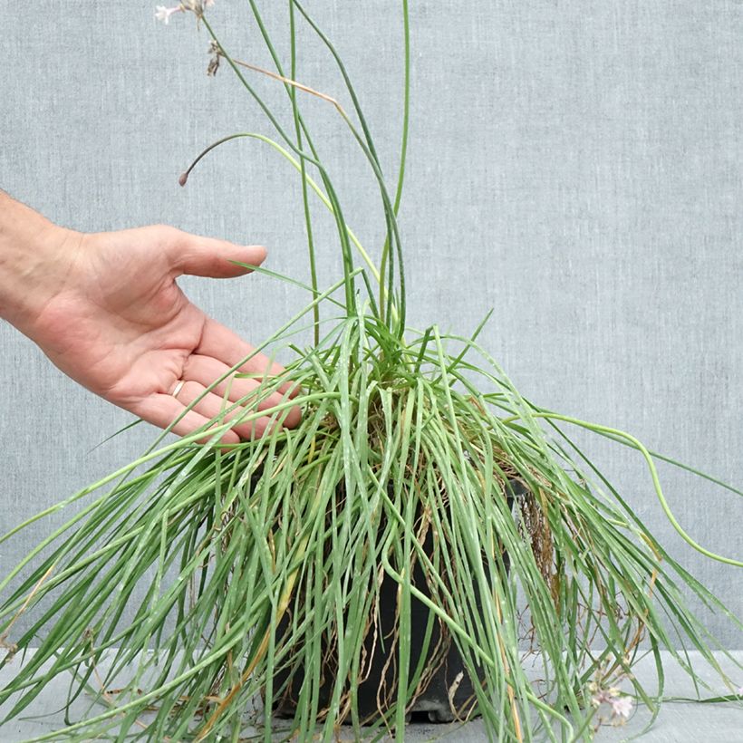 Exemplaar van Tulbaghia Fairy Star - Wilde knoflook Pot van 3 l/4 l zoals geleverd in de zomer