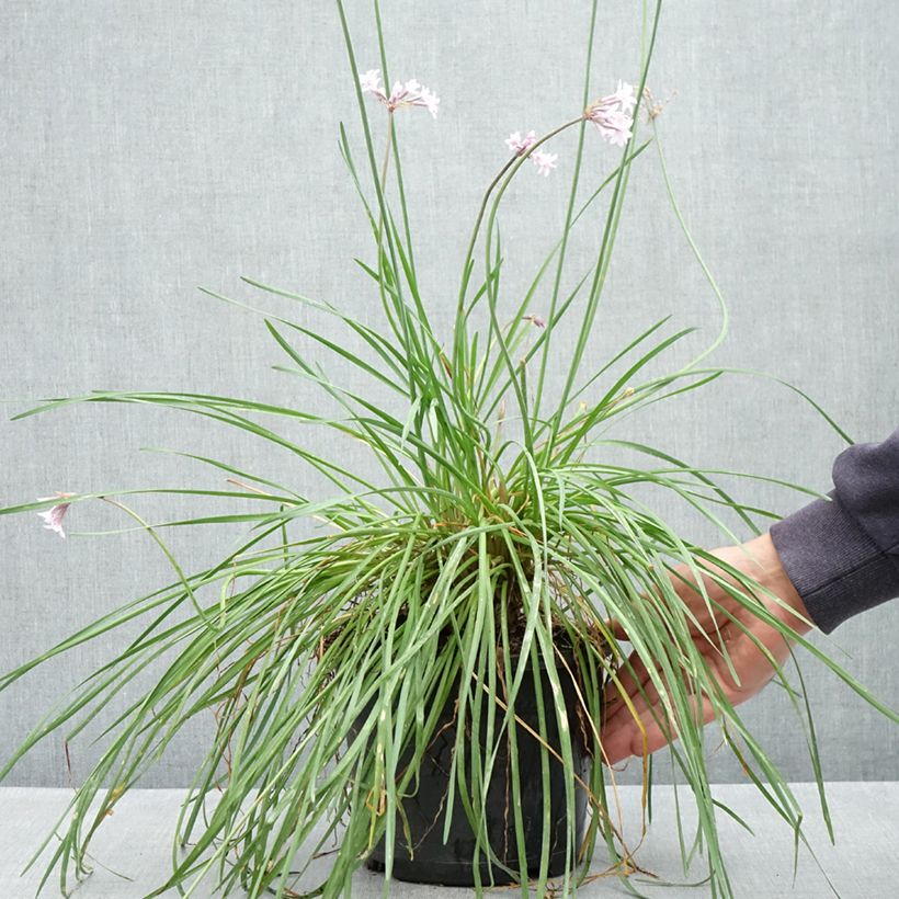 Exemplaar van Tulbaghia Fairy Star - Wilde knoflook Pot van 3 l/4 l zoals geleverd in de lente