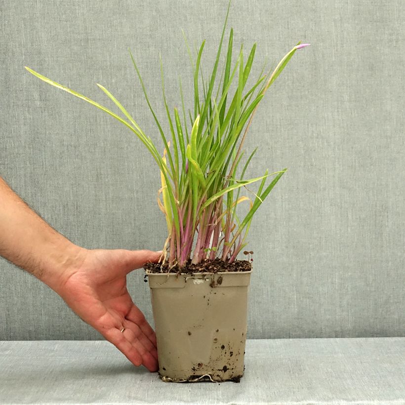 Exemplaar van Tulbaghia violacea Flamingo - Kaapse knoflook Pot van 2 l/3 l zoals geleverd in de zomer