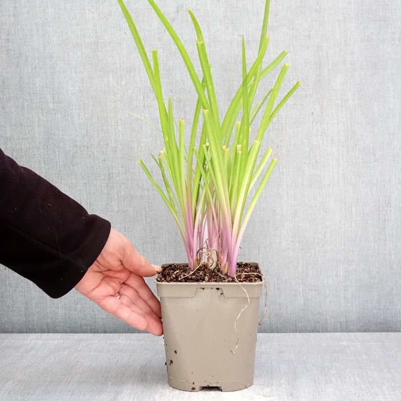 Exemplaar van Tulbaghia violacea Flamingo - Kaapse knoflook Pot van 2 l/3 l zoals geleverd in de lente