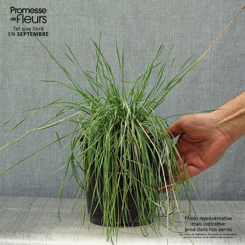 Exemplaar van Tulbaghia violacea Purple Eye - Kaapse knoflook Pot van 2 l/3 l zoals geleverd in de herfst