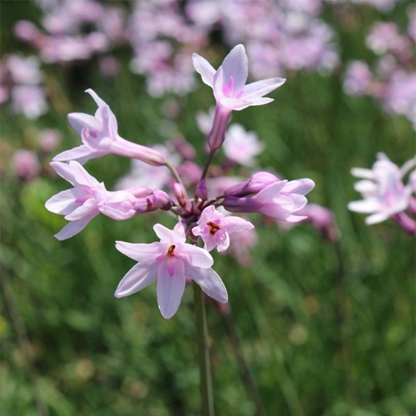 Tulbaghia violacea Ashanti - Kaapse knoflook (Bloei)