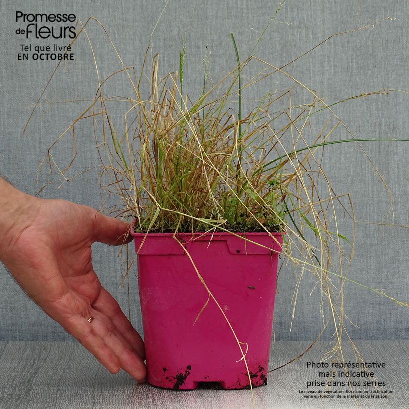 Exemplaar van Tulbaghia violacea Ashanti - Kaapse knoflook Pot van 2 l/3 l zoals geleverd in de herfst