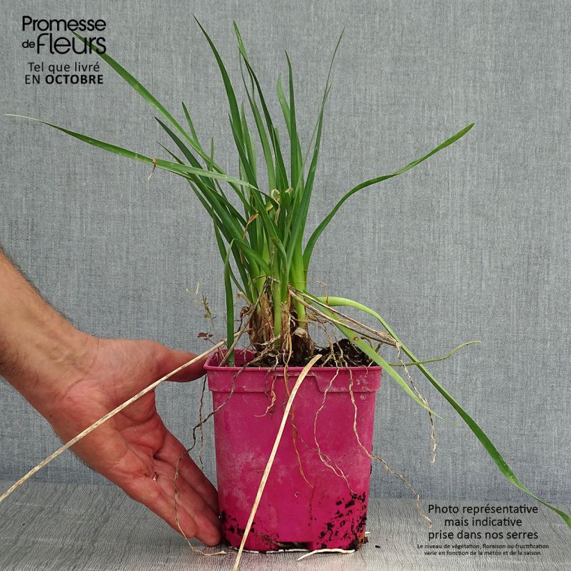 Exemplaar van Tulbaghia violacea Pearl - Kaapse knoflook Pot van 2 l/3 l zoals geleverd in de herfst