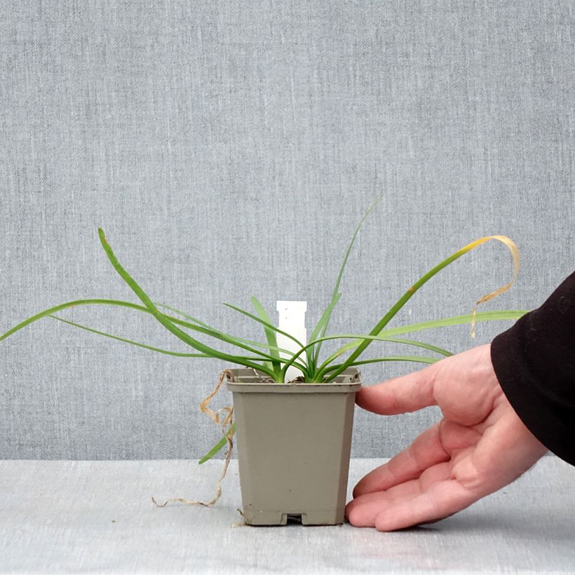 Exemplaar van Tulbaghia violacea Savannah Lightning - Kaapse knoflook Kweekpotje van 8/9 cm zoals geleverd in de lente