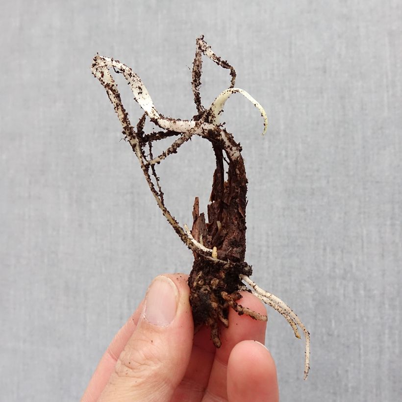 Exemplaar van Tulbaghia violacea Silver Lace - Kaapse knoflook Bol kaliber I zoals geleverd in de lente