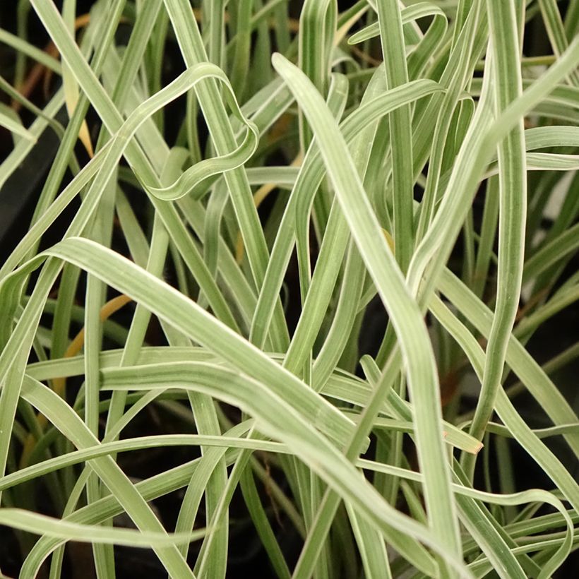 Tulbaghia violacea Silver Lace - Kaapse knoflook (Blad)