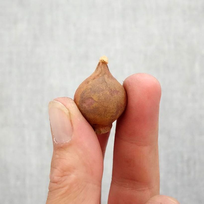 Exemplaar van Tulipa bakeri Lilac Wonder - botanische tulp Bol size 6+ zoals geleverd in de herfst