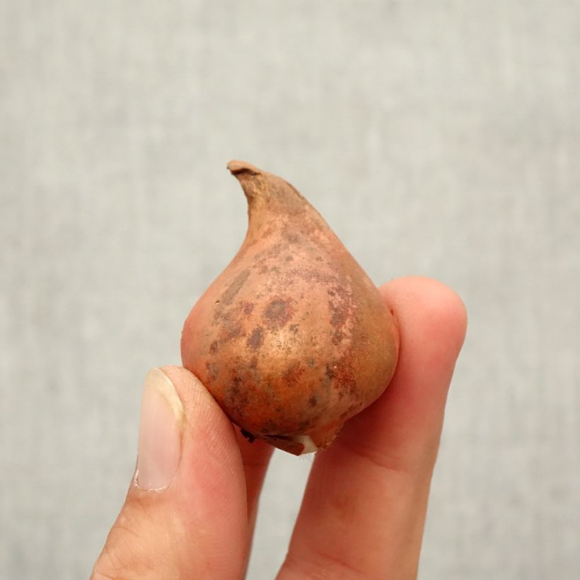 Exemplaar van Tulipa eichleri - Botanische tulp Bol kaliber 10+ zoals geleverd in de herfst